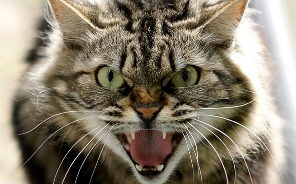 59285816_2238728069713547_8320053999763980288_n