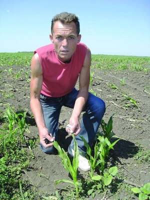 Олександр Бірюк, фермер із райцентру Драбів на Черкащині, показує понівечені листки кукурудзи. Це поле незаконно засіяв інший підприємець. Бірюк вважає, що конкурент висипав на поле хімікати, які зіпсували і врожай, і землю  (фото - ГПУ)