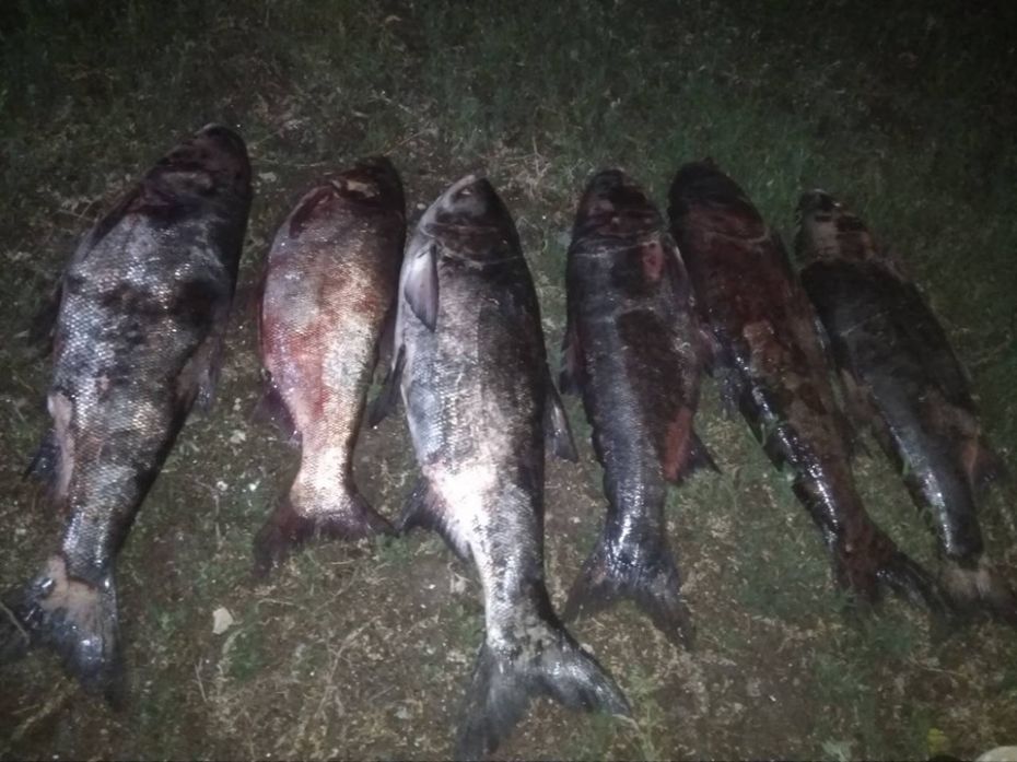 61881662_1047936585402222_7863344662319202304_n