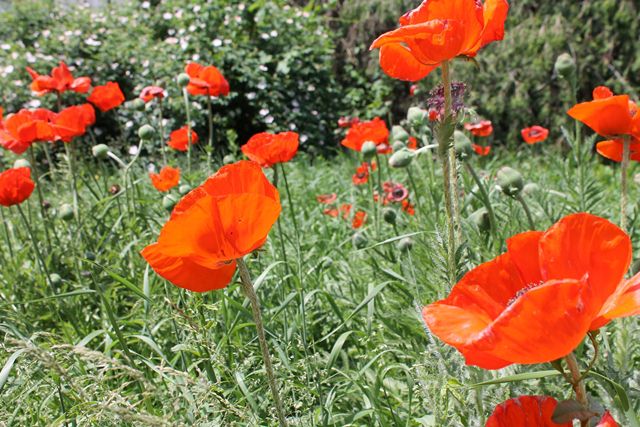 61819809_2276705402569740_8582319095293149184_o