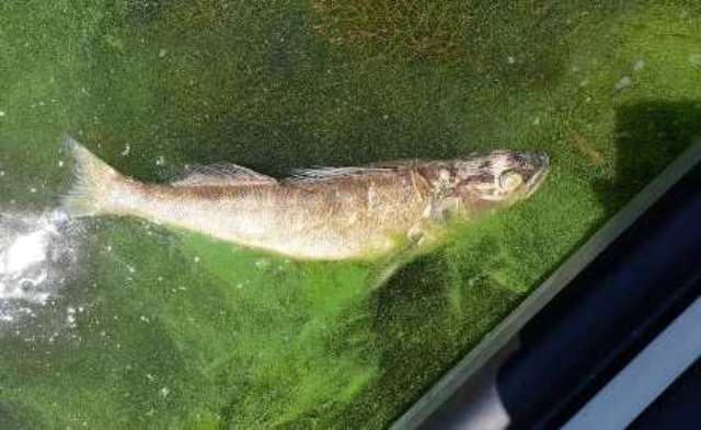 65236746_1062892787239935_4318631539303776256_n