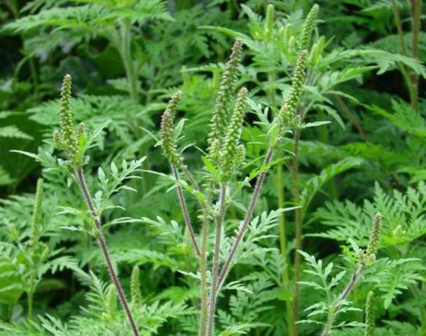 ed0b0c31c412f7d67bd39119503bb394_XL