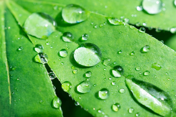 depositphotos_399743602-stock-photo-drops-on-a-green-leaf