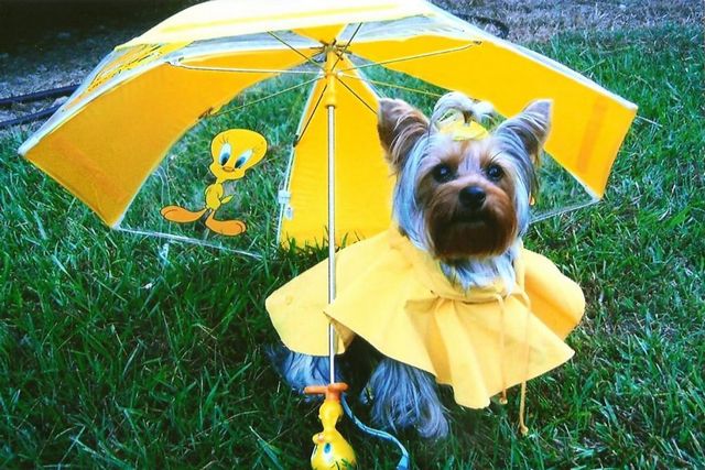 ea2d2017536dd8fb78ff0cdb9e34369c