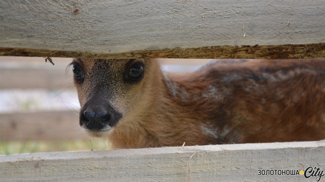 o_1g65rfv37ba5p251701ppdl5o7k