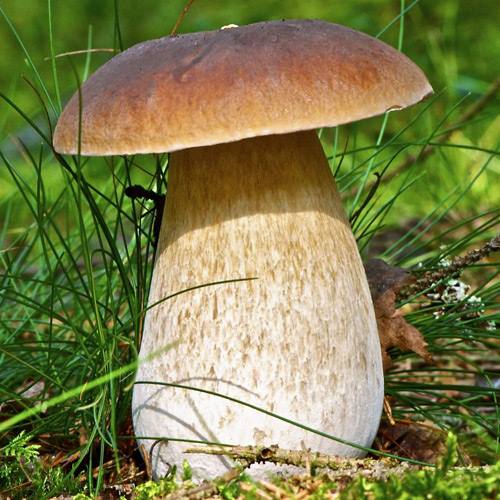 37326232_2050567338590513_4997558361474990080_n