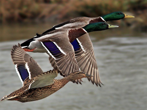 Фото-до-статті-e1563519250297