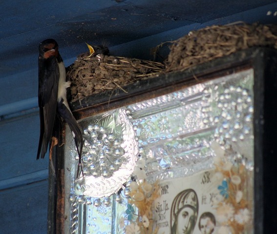 66002259_453686965432667_6005852799508676608_n