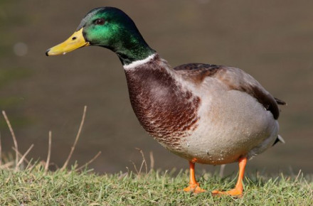 c1f6d7c99861e2601b2d7a89fe3a0fa9_preview_w440_h290