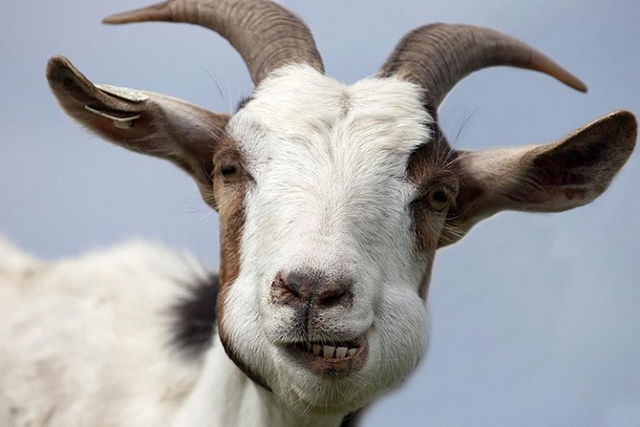 729_486_5c08c9ee32086