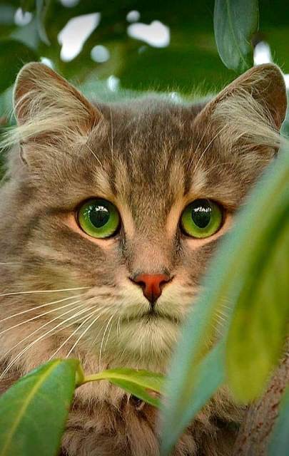 65456819_2977804512260294_2176220402299174912_n