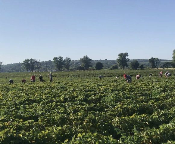 Черкаси збирачі полуниці