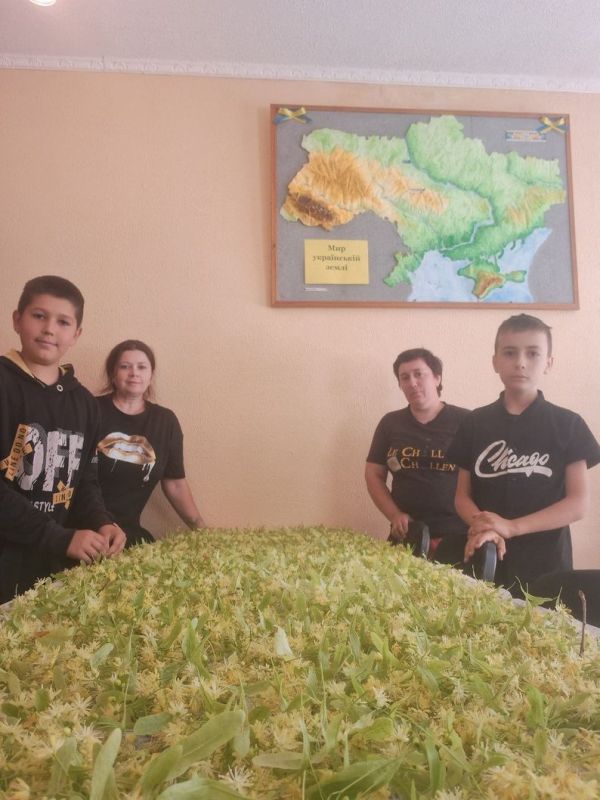 Волонтери зібрали цвіт липи для чаю. Марина Різник