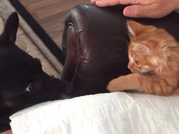 “Черкаська діспора” у Штатах – собака Черниш і кіт Карамель