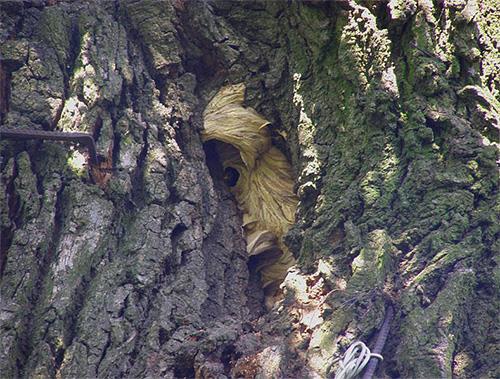 14089073_729990050472548_8672468469594573296_n