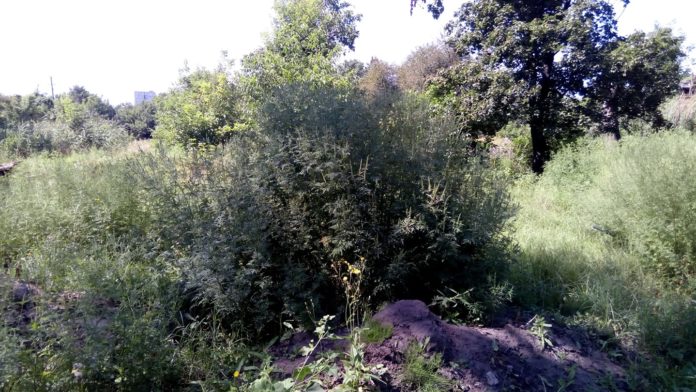 38791697_1843000772433945_7319327079357480960_o1-696x392