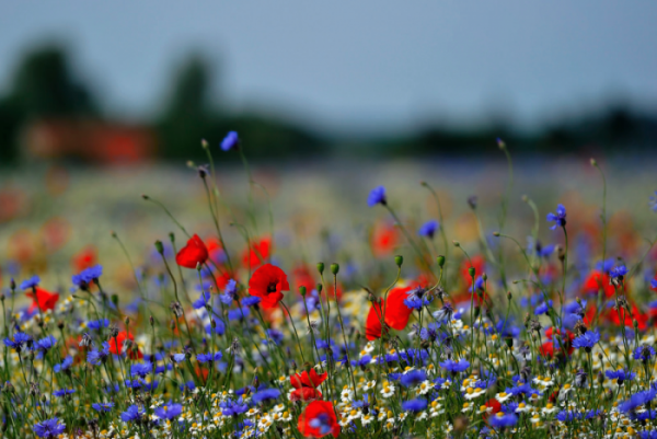 68833941_2333248746989036_2950519606093021184_n-e1566473507281