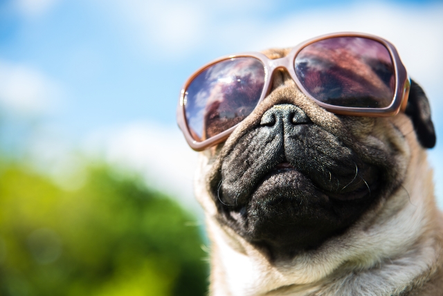 79aae16-dog-sunglasses