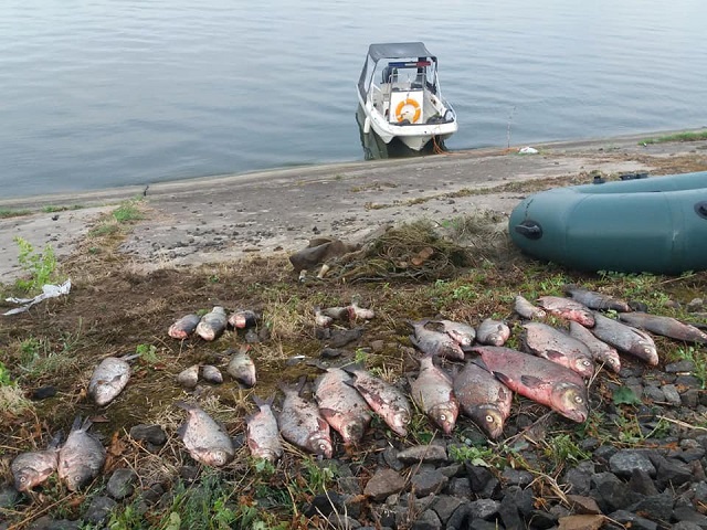 67638866_1087868388075708_3062337413197070336_n