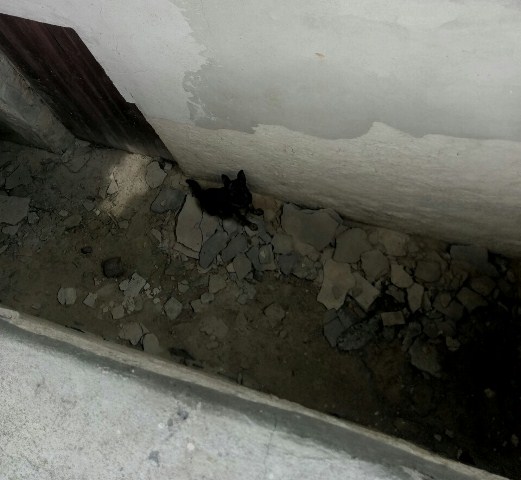 IMG-5784a293adca029b181f007eebaa4898-V