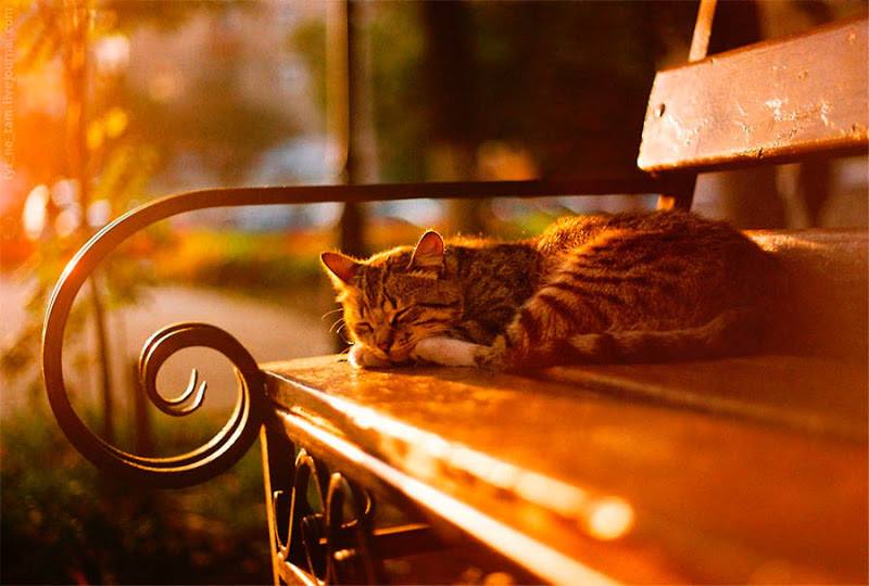 40803355_2100033750310538_4494221471790399488_n