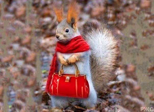 42549777_2111905275790052_4504394587162279936_n