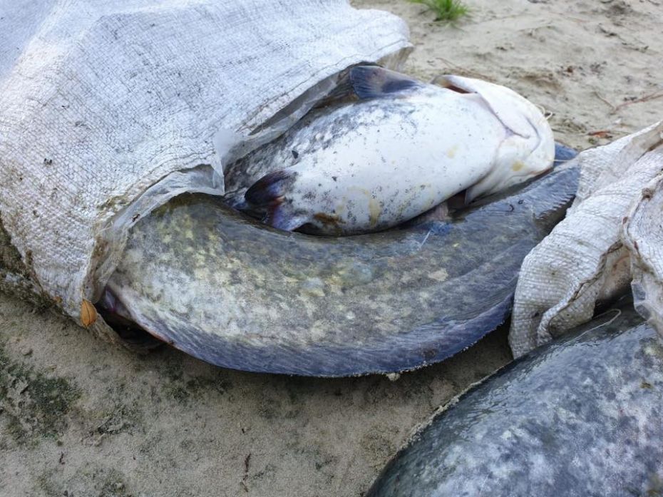 69522548_429209431016393_789119353520914432_n