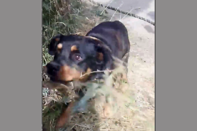 Безымянный