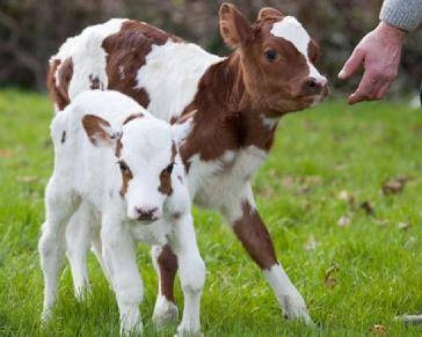 big-EeE-e1567774574637