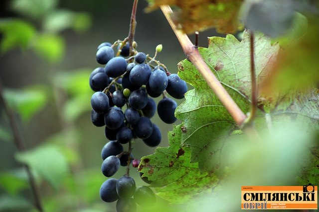 71132358_502038533930843_1321332815870033920_n