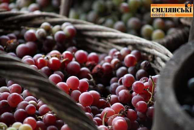 70762090_502038450597518_6572010049823047680_n