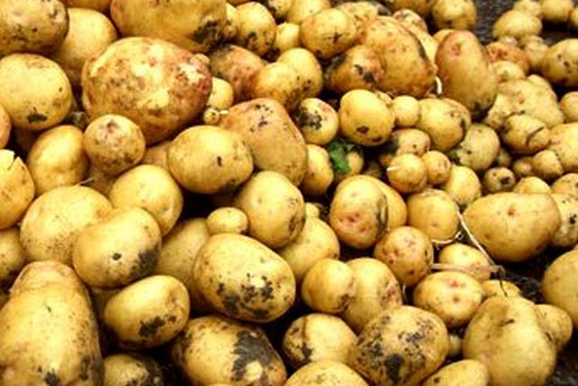 1266741457_kartoshka-glavnaya