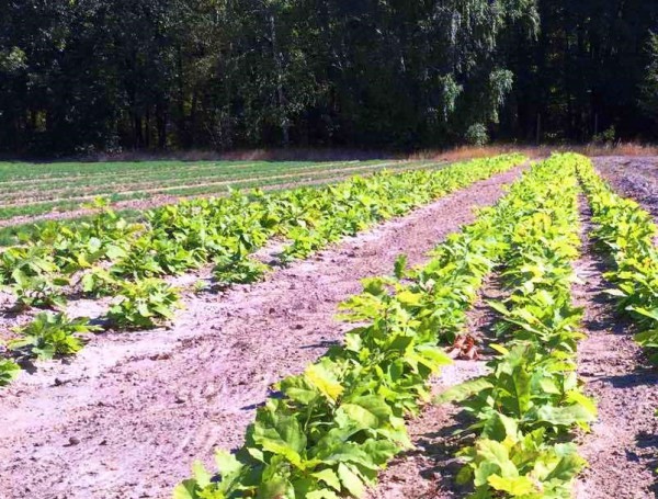 viber_image_2019-09-10_11-45-53-e1569315442819