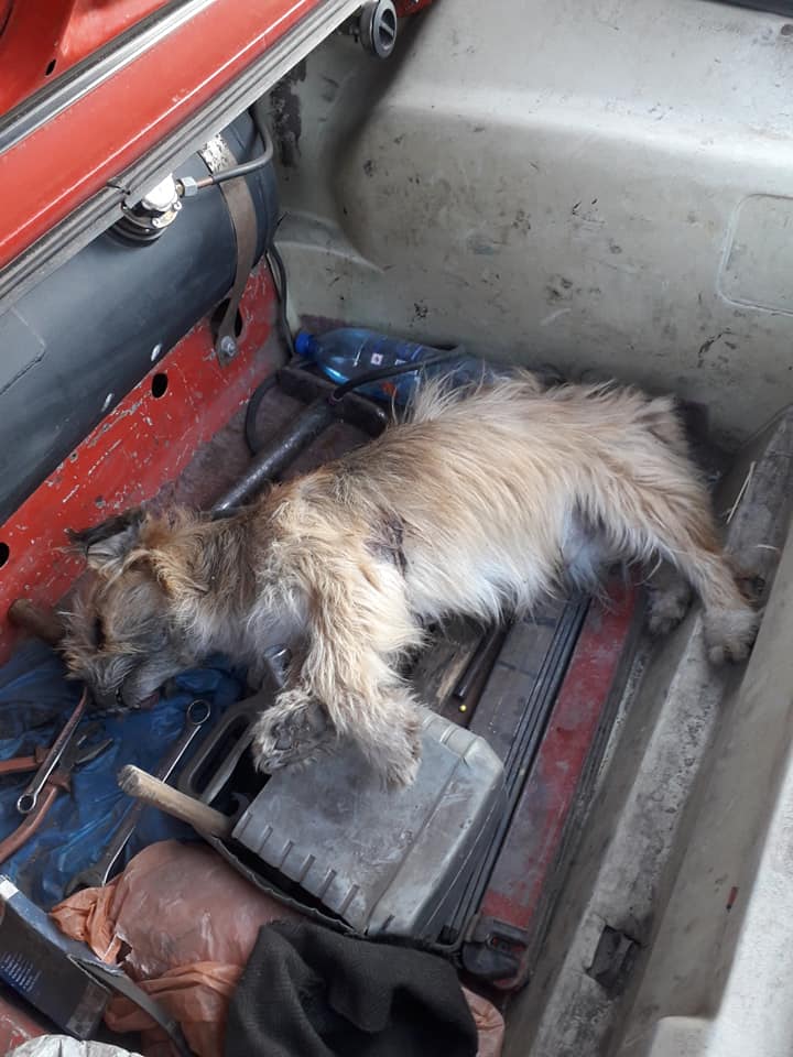 70843846_513487172749047_5127563095924801536_n