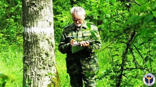 Лісові фото