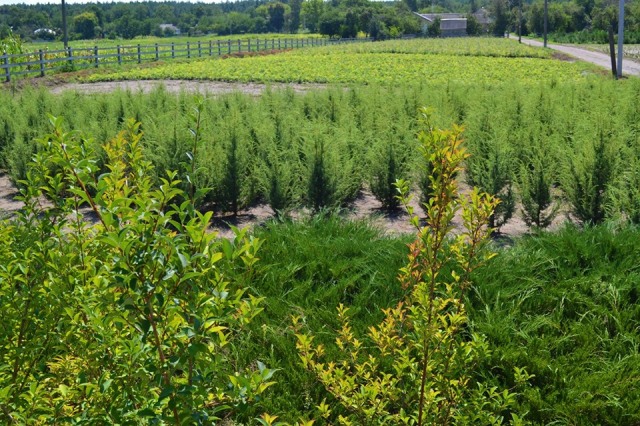 118905604_676554599625440_7347873652094658295_n