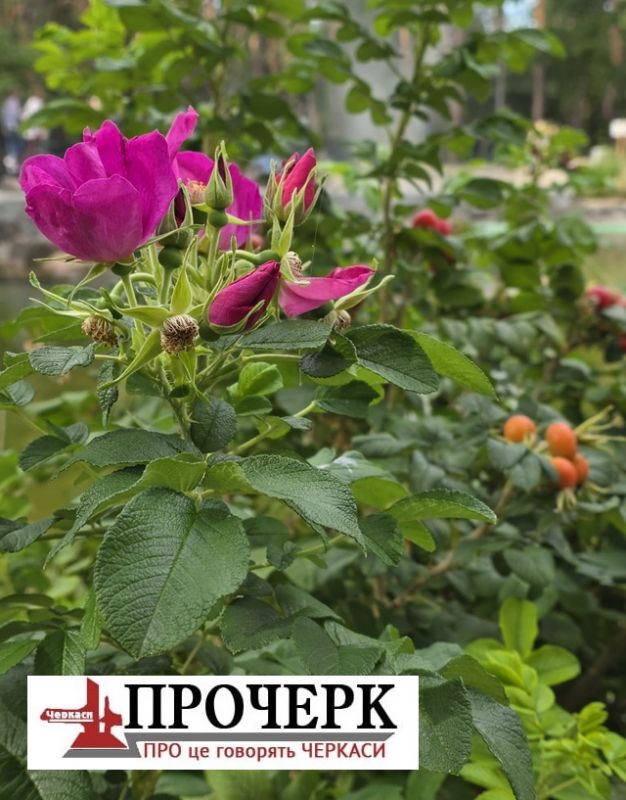 Без назви