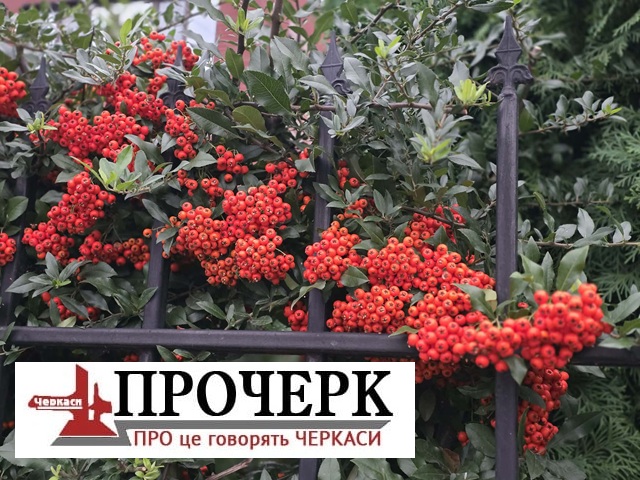 Без назви