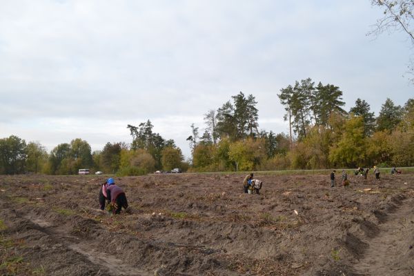 На підготовленій ділянці вже саджають лісові культури. Фото надані обласним управлінням лісового господарства.