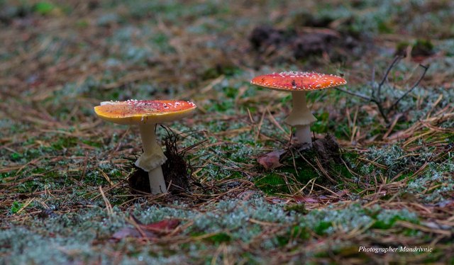 73077700_1346316908870657_5881952476306866176_o