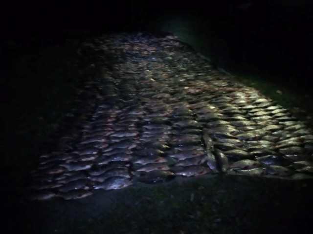 75073712_1146235032239043_1086377458871042048_n