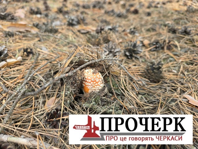 Без назви
