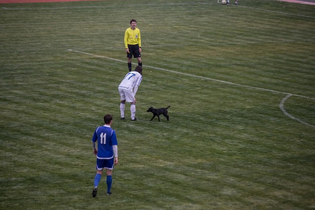"Почесний гість " кубка "ДНР" : бродячий пес вибіг на поле під час фінальної гри "Макєєвки" і донецької "Побєди"