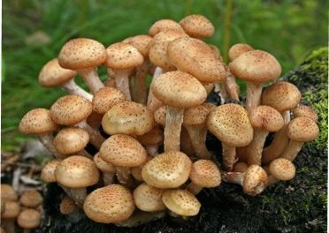 istivni-openky-372x264.jpg.pagespeed.ce.crbgBAUwRc