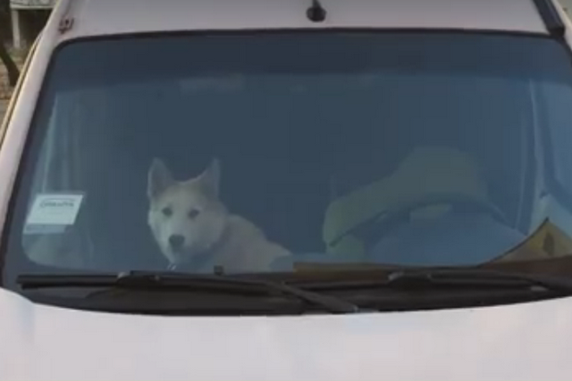 Собака2