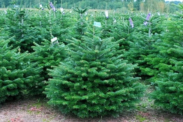 nordmann-fir-0