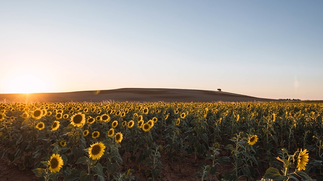 sun-shining-in-the-field-with-beautiful-sunflowers