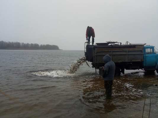 У Дніпро за день вселили близько 2,5 тонни риби