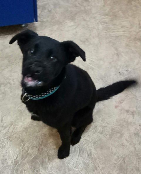 15965768_1719447758365586_2059798862398190235_n