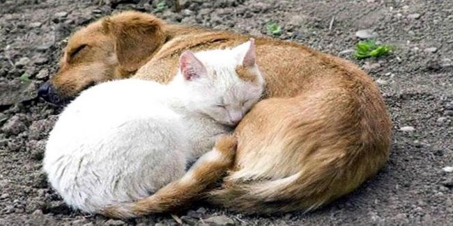 1527779763_h_ua_den_bezdomnogo_jiv